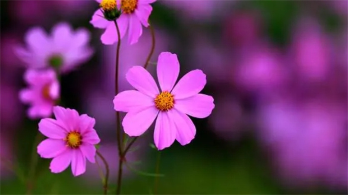 ڼͥæµ3ФŮ](mi)˽˿g̫