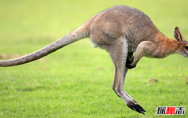 跳躍能力最強(qiáng)的10種動物 袋鼠排第五,第一實(shí)至名歸