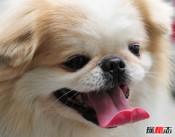 養(yǎng)狗的人容易得癌癥?新手養(yǎng)狗十大基礎(chǔ)知識(shí)(必看)