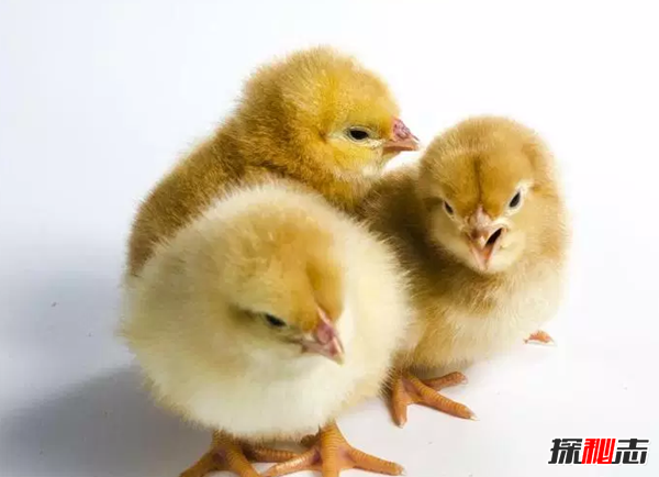 世界上最萌的10種動(dòng)物排名 貓未上榜,第八牙齒不停生長(zhǎng)