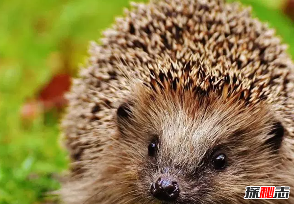世界上10大刺最多的動物 第四壽命長達20年,第一不可否認