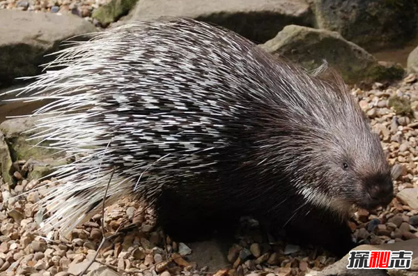 世界上10大刺最多的動物 第四壽命長達20年,第一不可否認