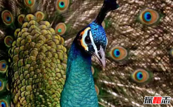 世界上十大顏色最鮮艷的鳥 第八能模仿人類語言(極聰明)