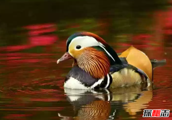 世界上十大顏色最鮮艷的鳥 第八能模仿人類語言(極聰明)