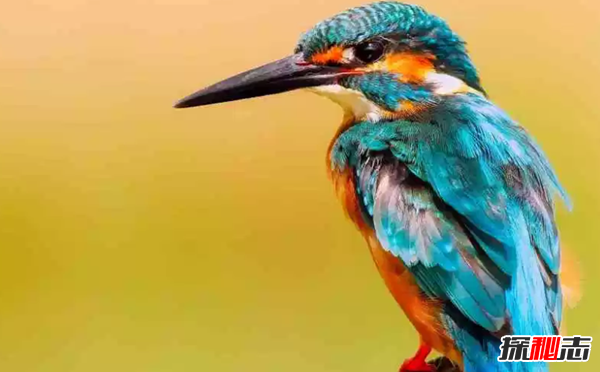 世界上十大顏色最鮮艷的鳥 第八能模仿人類語言(極聰明)