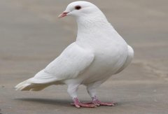õЩ ДӶc