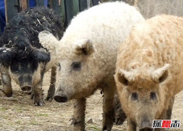 世界十大令人驚嘆的雜交動物 保證你都沒有見過(附圖)