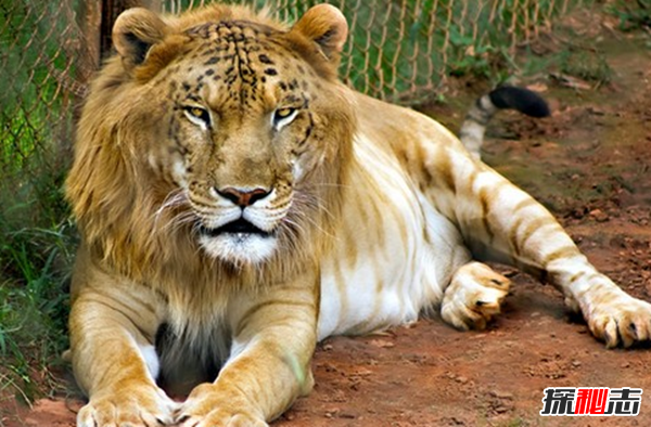 世界十大令人驚嘆的雜交動物 保證你都沒有見過(附圖)