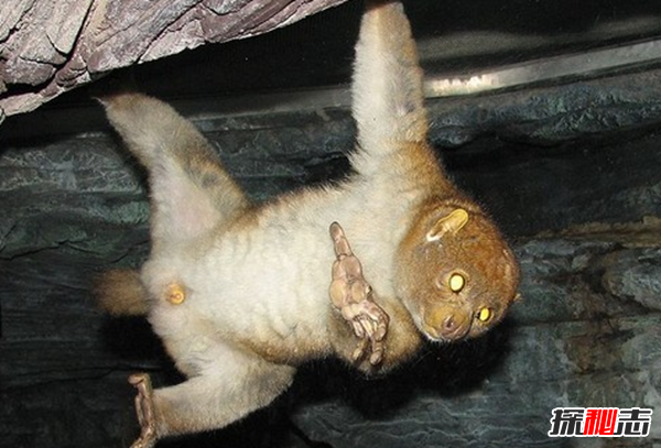 十大防御力最特殊的動物 第十擅長裝死,第三能臭死人