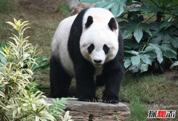 外表美麗但很恐怖的10種動(dòng)物 第六能殺死多達(dá)20人(附圖)