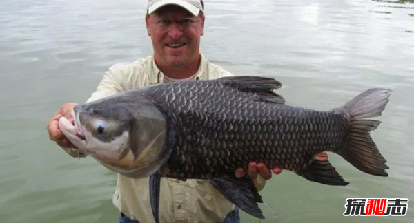 史上最可怕的十種魚類 第四、第八能改變性別(均已捕獲)