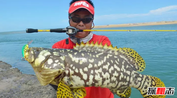 史上最可怕的十種魚類 第四、第八能改變性別(均已捕獲)