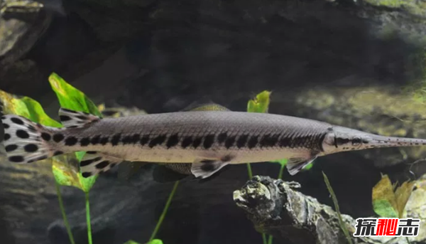 史上最可怕的十種魚類 第四、第八能改變性別(均已捕獲)