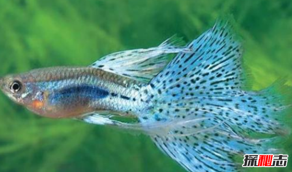 全世界捕撈量最多的10種魚(yú)類 鯉魚(yú)第四,第一你每天都在吃