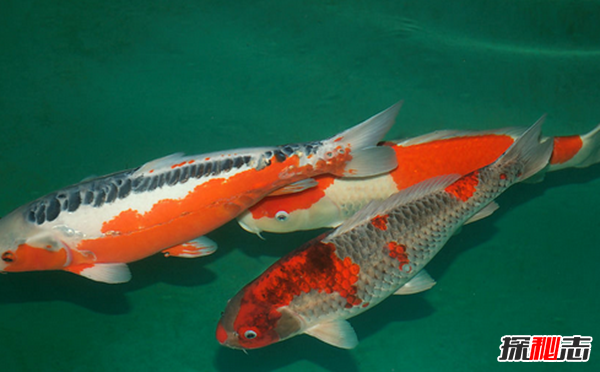 全世界捕撈量最多的10種魚(yú)類 鯉魚(yú)第四,第一你每天都在吃