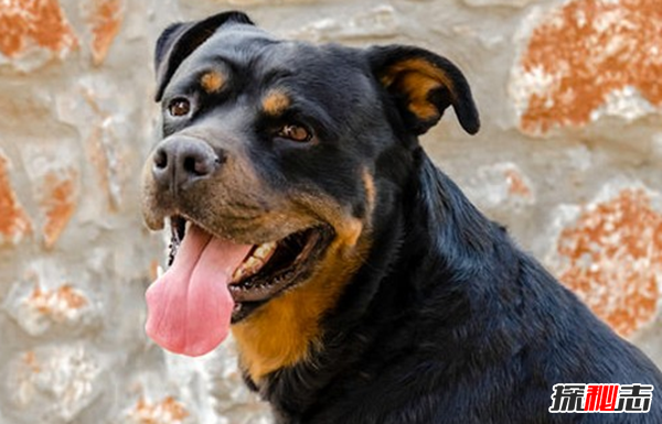十大最具攻擊性的犬種 哈士奇排名第四,第一想不到