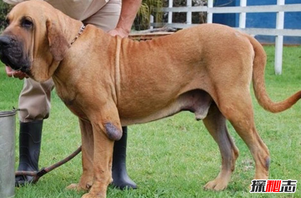 十大最具攻擊性的犬種 哈士奇排名第四,第一想不到