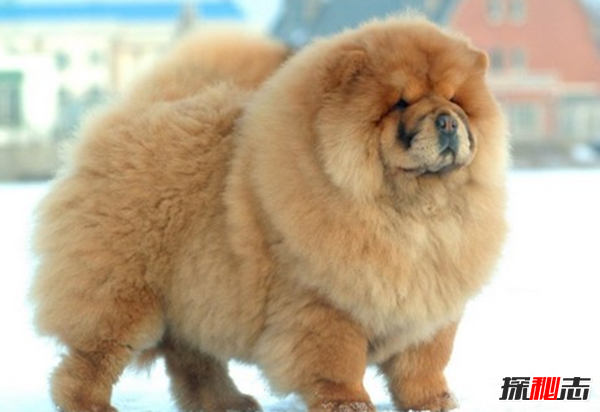 十大最具攻擊性的犬種 哈士奇排名第四,第一想不到