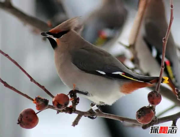 世界上最罕見(jiàn)美麗的十種鳥(niǎo) 紅鸛上榜,第二壽命長(zhǎng)達(dá)50年