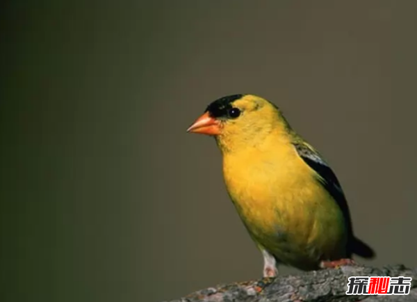 世界上體型最小的10種鳥(niǎo) 第四最佳筑巢者,第十產(chǎn)粉紅色卵