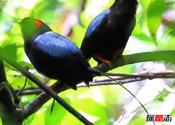 世界上最浪漫的10種動(dòng)物 比人類的感情還真摯(令人驚嘆)