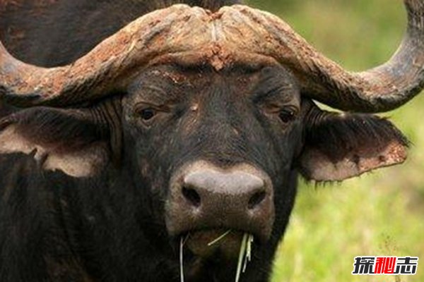 什么動(dòng)物咬合力最大?世界咬合力最強(qiáng)的十大動(dòng)物