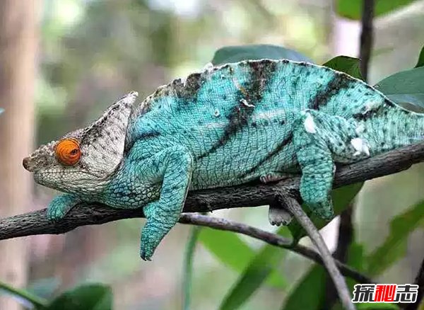 有哪些動(dòng)物顏色比較鮮艷?世界上顏色最鮮艷的10大動(dòng)物