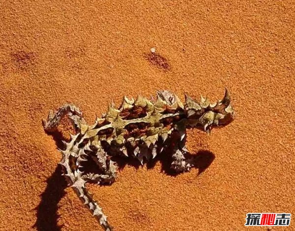 有哪些動(dòng)物顏色比較鮮艷?世界上顏色最鮮艷的10大動(dòng)物