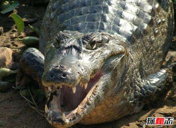 海洋里最危險的動物是什么?揭秘海中十大危險動物
