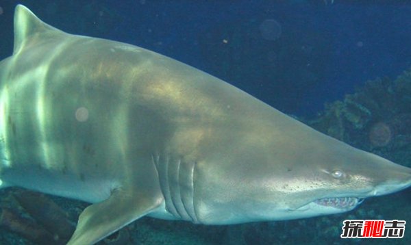 海洋里最危險的動物是什么?揭秘海中十大危險動物