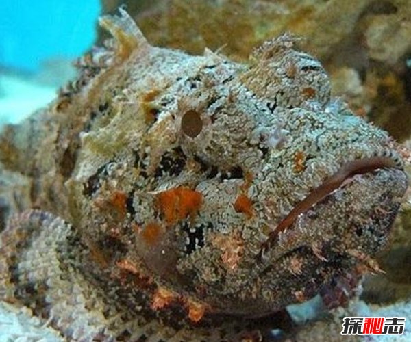 海洋里最危險的動物是什么?揭秘海中十大危險動物