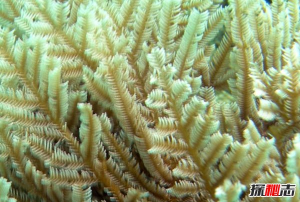 海洋里最危險的動物是什么?揭秘海中十大危險動物