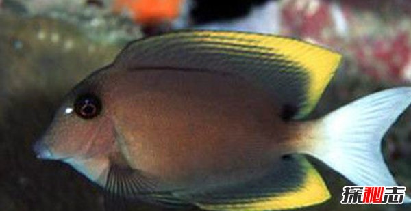 海洋里最危險的動物是什么?揭秘海中十大危險動物