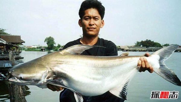 哪些海洋生物瀕臨滅絕?盤點海洋最珍惜的10大魚類