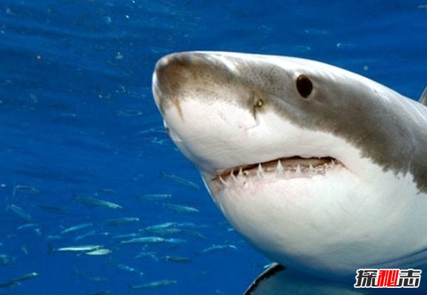 哪些海洋生物瀕臨滅絕?盤點海洋最珍惜的10大魚類