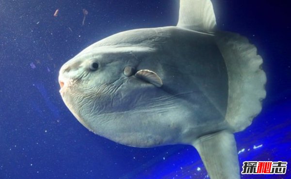 哪些海洋生物瀕臨滅絕?盤點海洋最珍惜的10大魚類