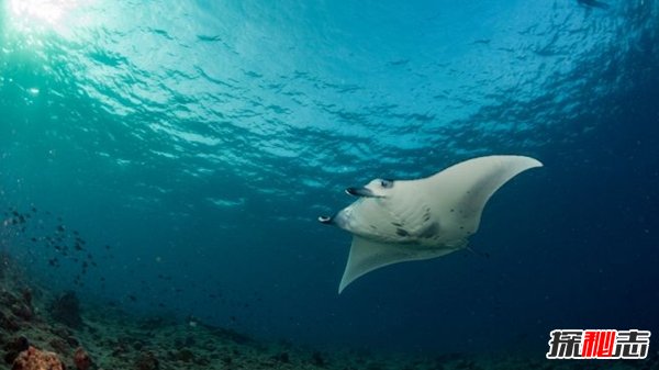 哪些海洋生物瀕臨滅絕?盤點海洋最珍惜的10大魚類