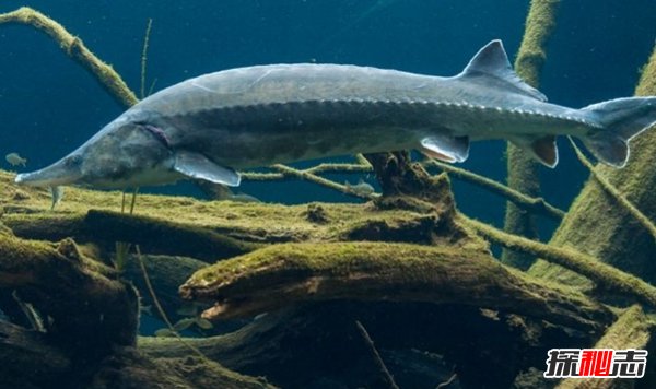 哪些海洋生物瀕臨滅絕?盤點海洋最珍惜的10大魚類