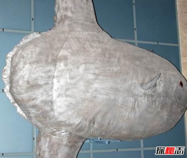 哪些海洋生物瀕臨滅絕?盤點海洋最珍惜的10大魚類