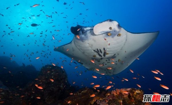 哪些海洋生物瀕臨滅絕?盤點海洋最珍惜的10大魚類