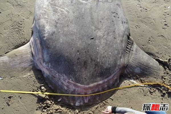 哪些海洋生物瀕臨滅絕?盤點海洋最珍惜的10大魚類
