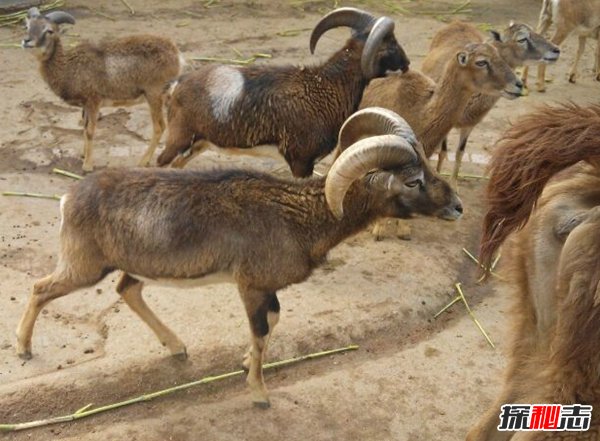 什么動(dòng)物的角最長(zhǎng)?揭秘世界上角最長(zhǎng)的動(dòng)物(附圖片)