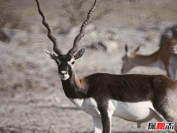 什么動(dòng)物的角最長(zhǎng)?揭秘世界上角最長(zhǎng)的動(dòng)物(附圖片)