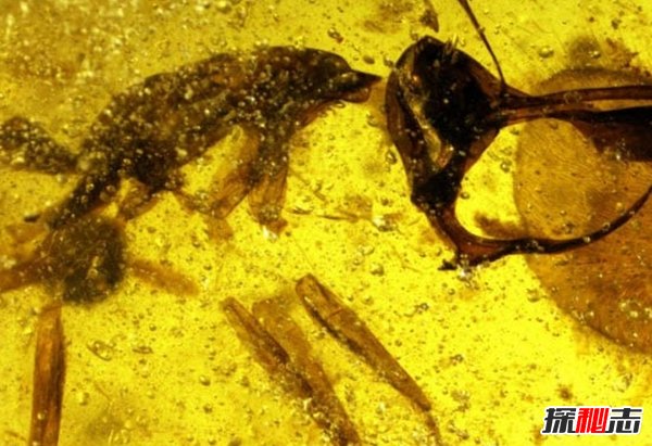 世界上什么動物滅絕了?已滅絕的十大罕見動物(幸好)