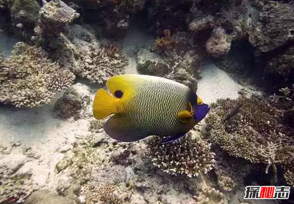終身一夫一妻制的十種動(dòng)物 動(dòng)物界也有真愛(ài)!(大吃一驚)