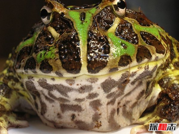 全世界最漂亮的10種青蛙 第八裝死高手,第四美到驚艷