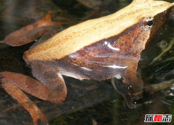 全世界最漂亮的10種青蛙 第八裝死高手,第四美到驚艷
