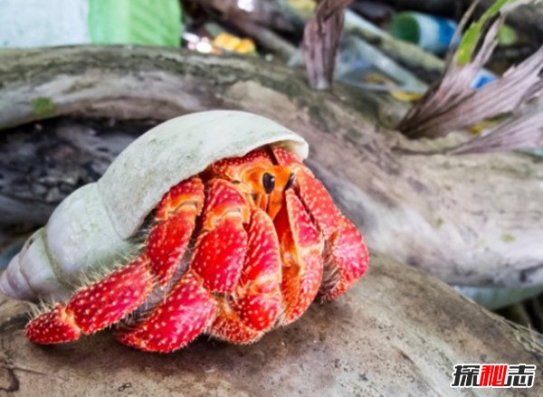 十大可愛又兇殘的動(dòng)物 吃同類就是小事一件(殺虐高手)