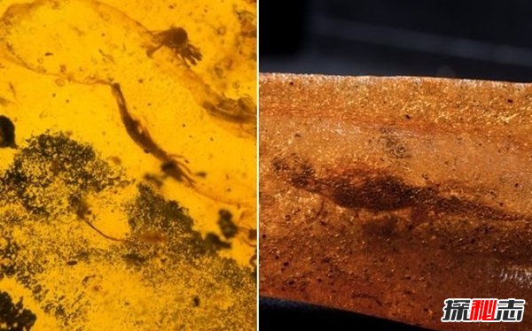 古代十大恐怖嚇人的動物 幸好都已經(jīng)滅絕了(忐忑不安)