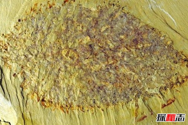 古代十大恐怖嚇人的動物 幸好都已經(jīng)滅絕了(忐忑不安)